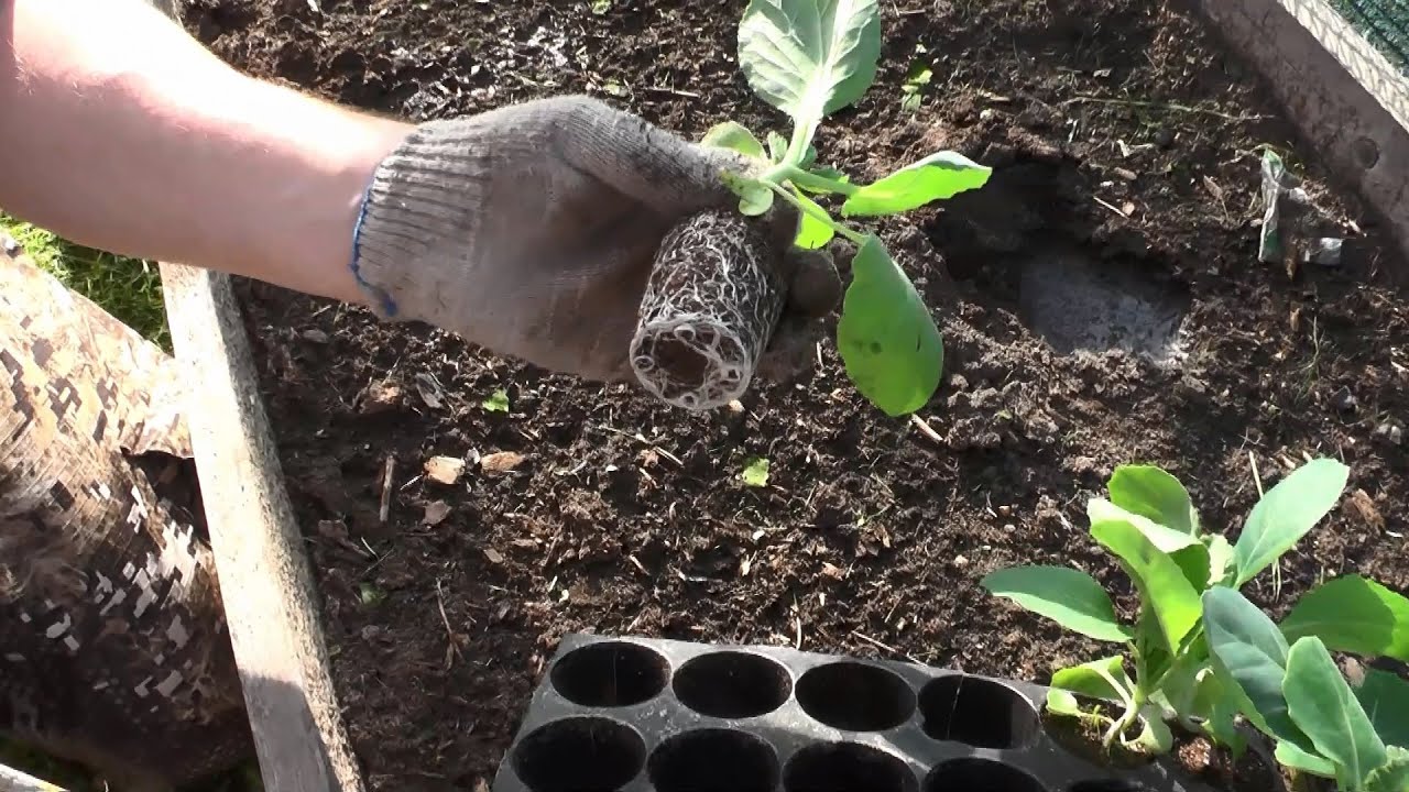 Городники розповіли, яке просте підживлення покласти в лунку під час посадки капусти