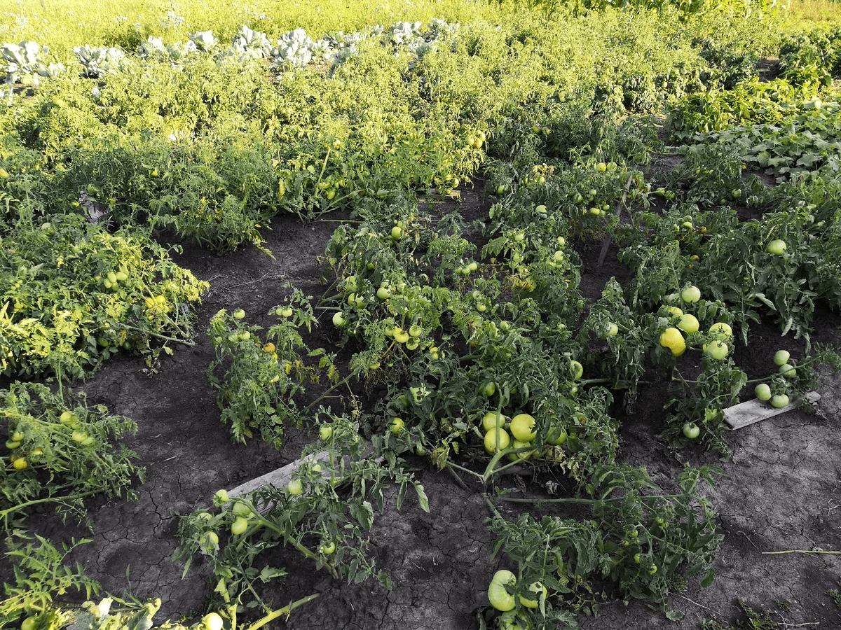 Городники розповіли, яке добриво під час посадки томатів допоможе підвищити їхню врожайність
