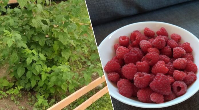 Кладу 1 жменю “сміття” під кущ малини: до червня 2026 року ягоди будуть набагато більші і солодші Як удобрювати малину для врожайності