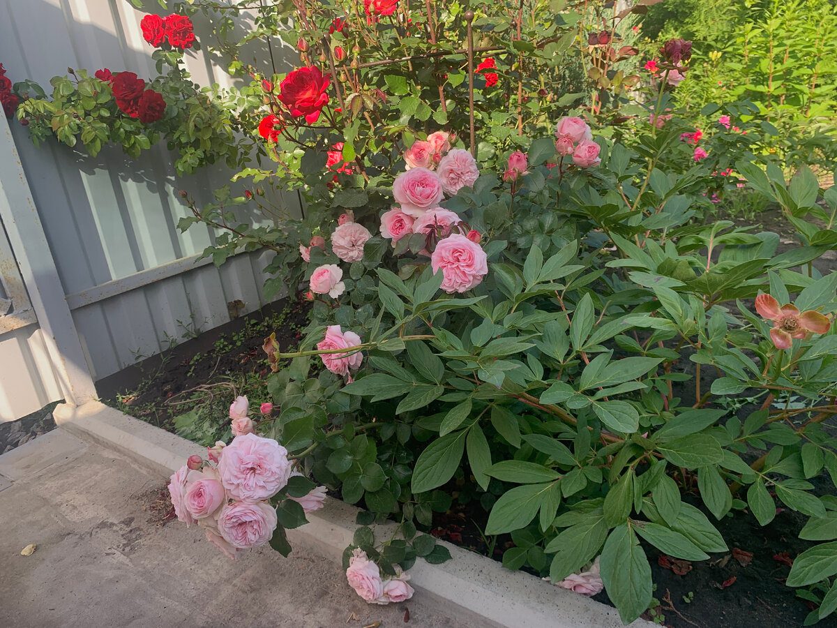 Садівники розповіли, як використовувати банани для підживлення грядки, аби покращити цвітіння