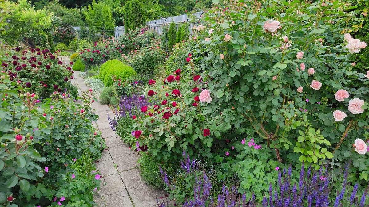 Експерти порадили, чим обприскати троянди, аби вони довго та пишно цвіли на садовій ділянці