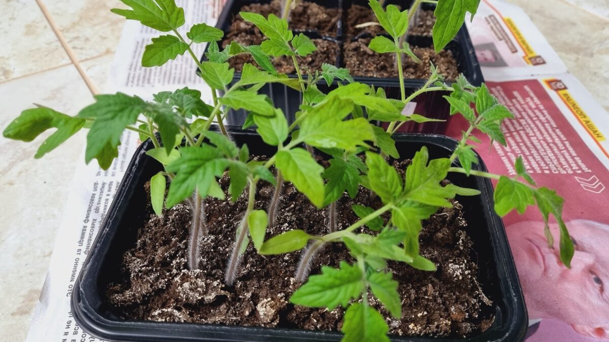 Городники розповіли, яке добриво під час посадки томатів допоможе підвищити їхню врожайність