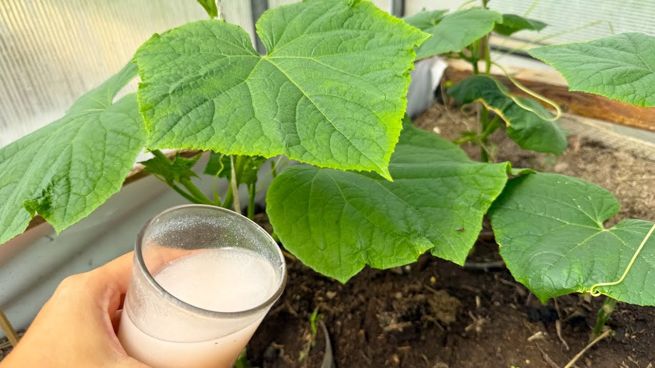 Городники порадили перевірений розчин від борошнистої роси на огірках — простий і ефективний