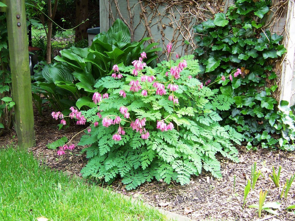 Садівники розповіли, як використовувати банани для підживлення грядки, аби покращити цвітіння
