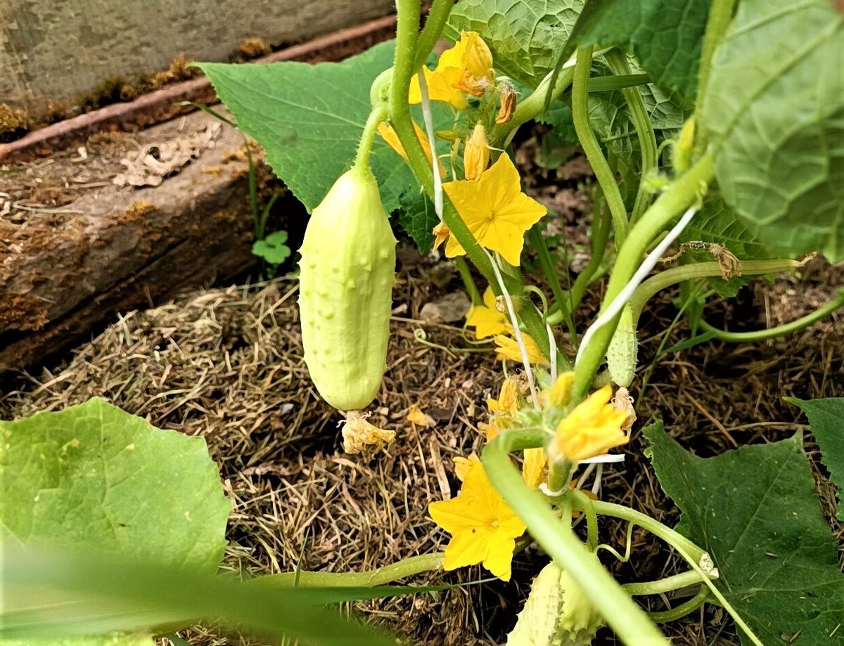 Городники порадили перевірений розчин від борошнистої роси на огірках — простий і ефективний