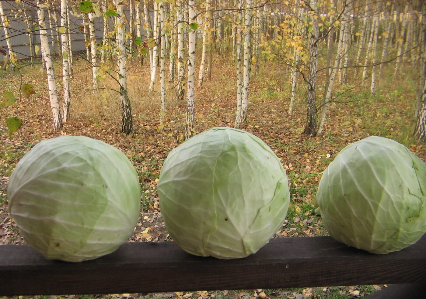Городники пояснили, як правильно підживлювати капусту крейдою, аби була висока врожайність