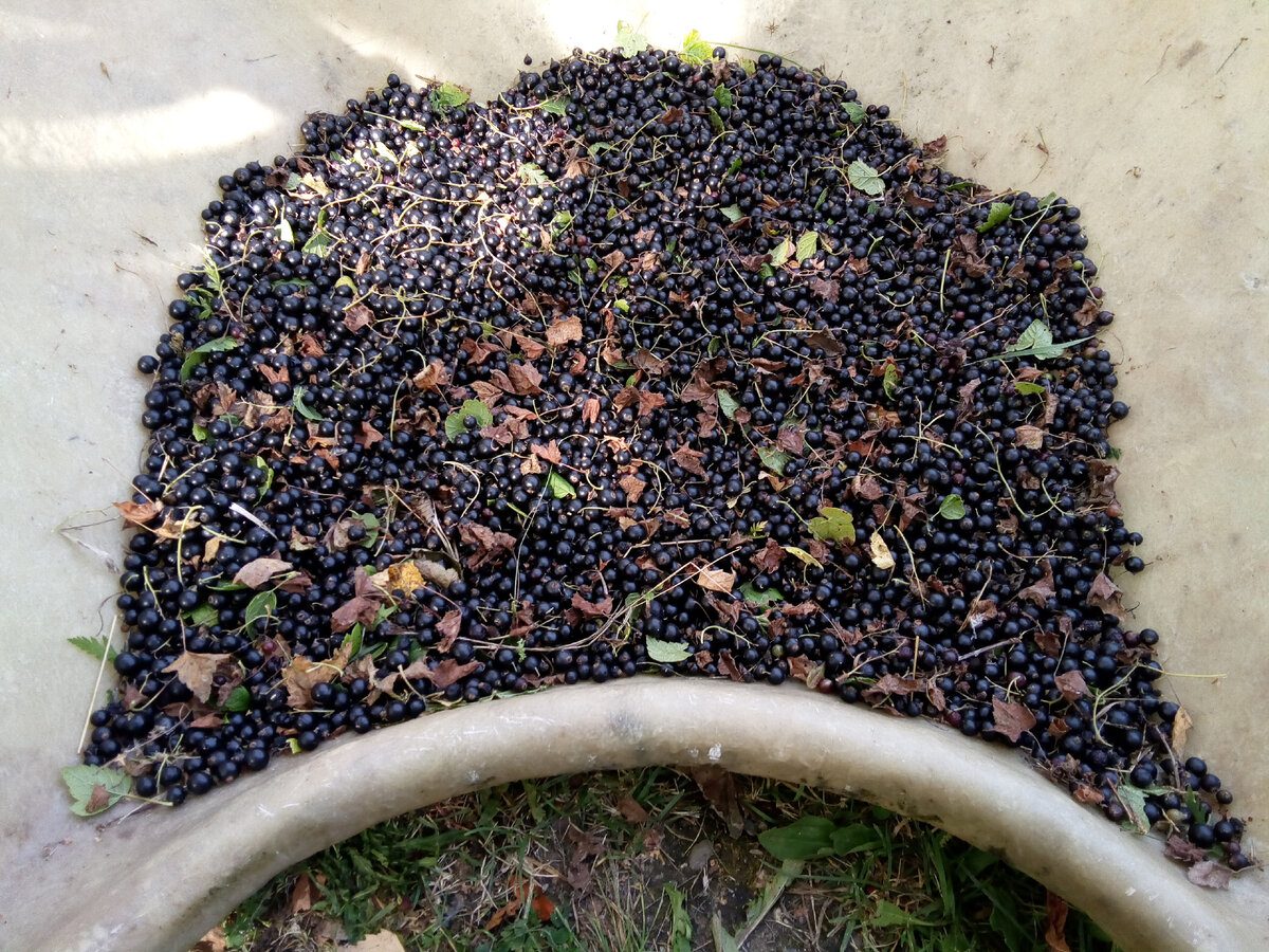 Садівники пояснили, як і чим обприскувати смородину навесні, аби не було попелиці влітку