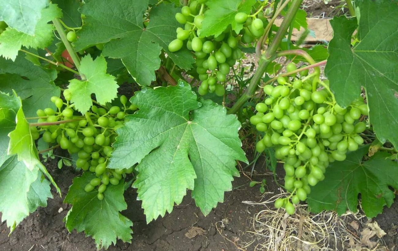 Садівники розповіли, як обприскувати виноград, аби він був соковитим і надзвичайно солодким