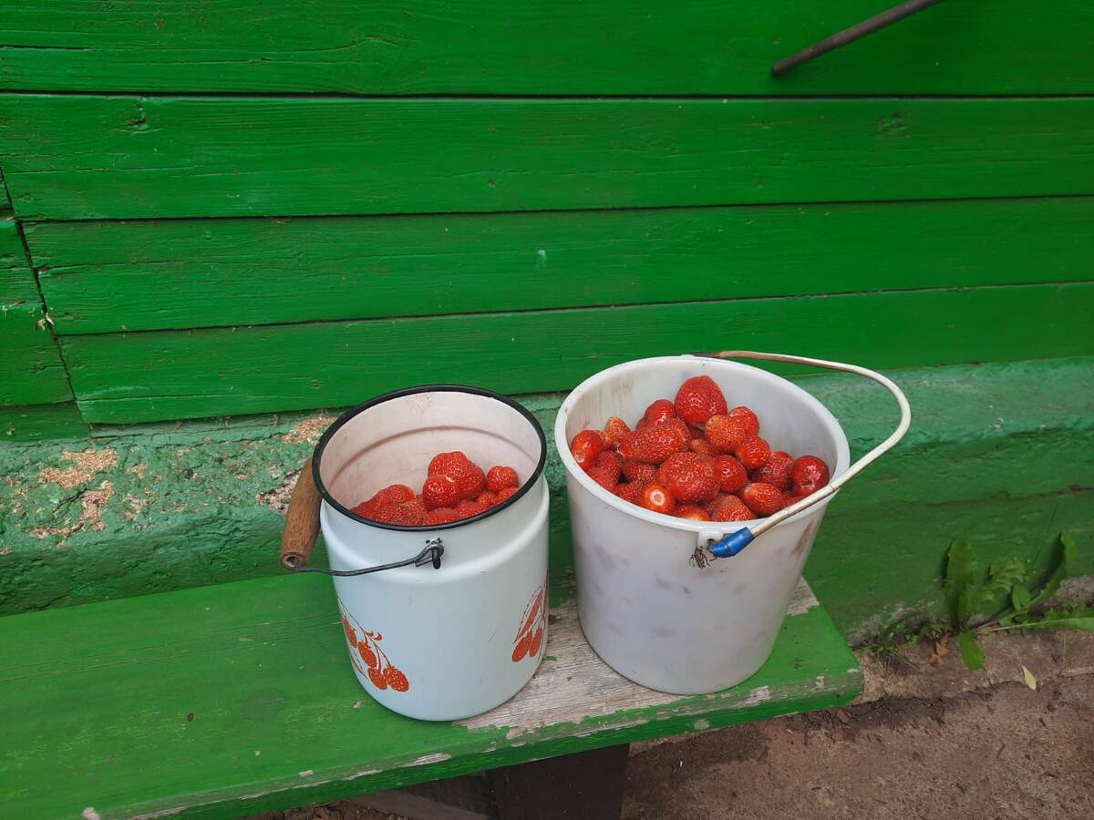 Садівники розповіли, яке добриво використовувати для покращення цвітіння та врожайності полуниці