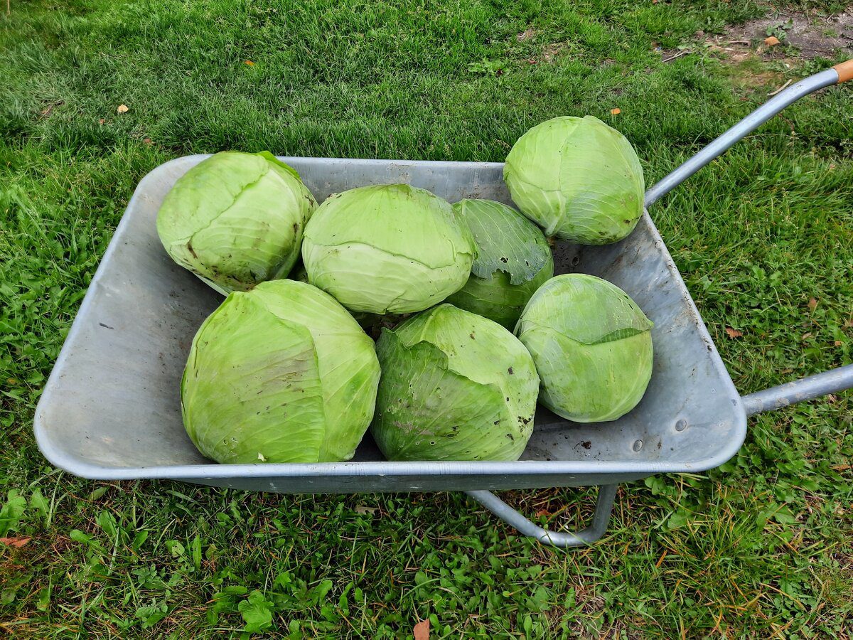 Городники розповіли, що можна покласти в лунку для покращення росту капусти — порада