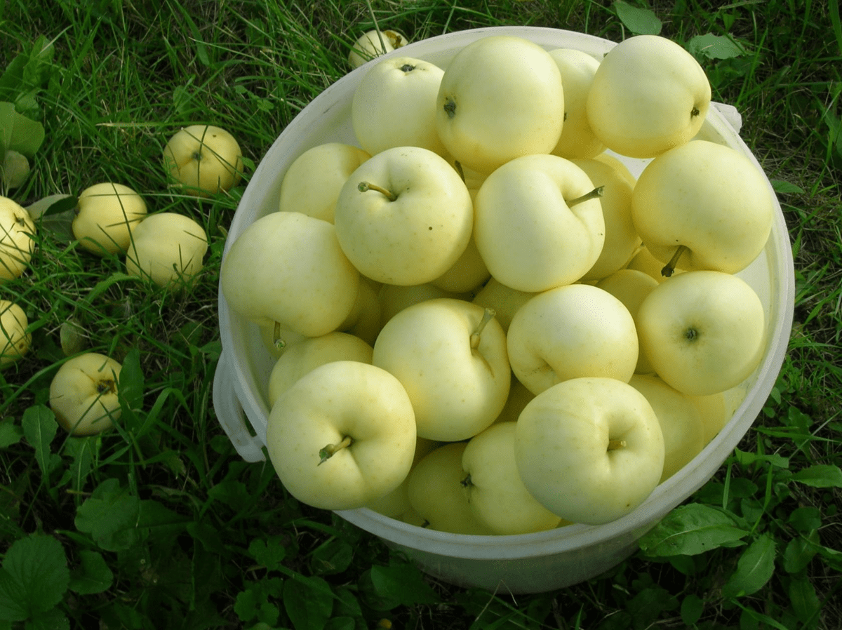 Садівники розповіли про незвичайний спосіб покращення врожайності яблуні за допомогою цвяха