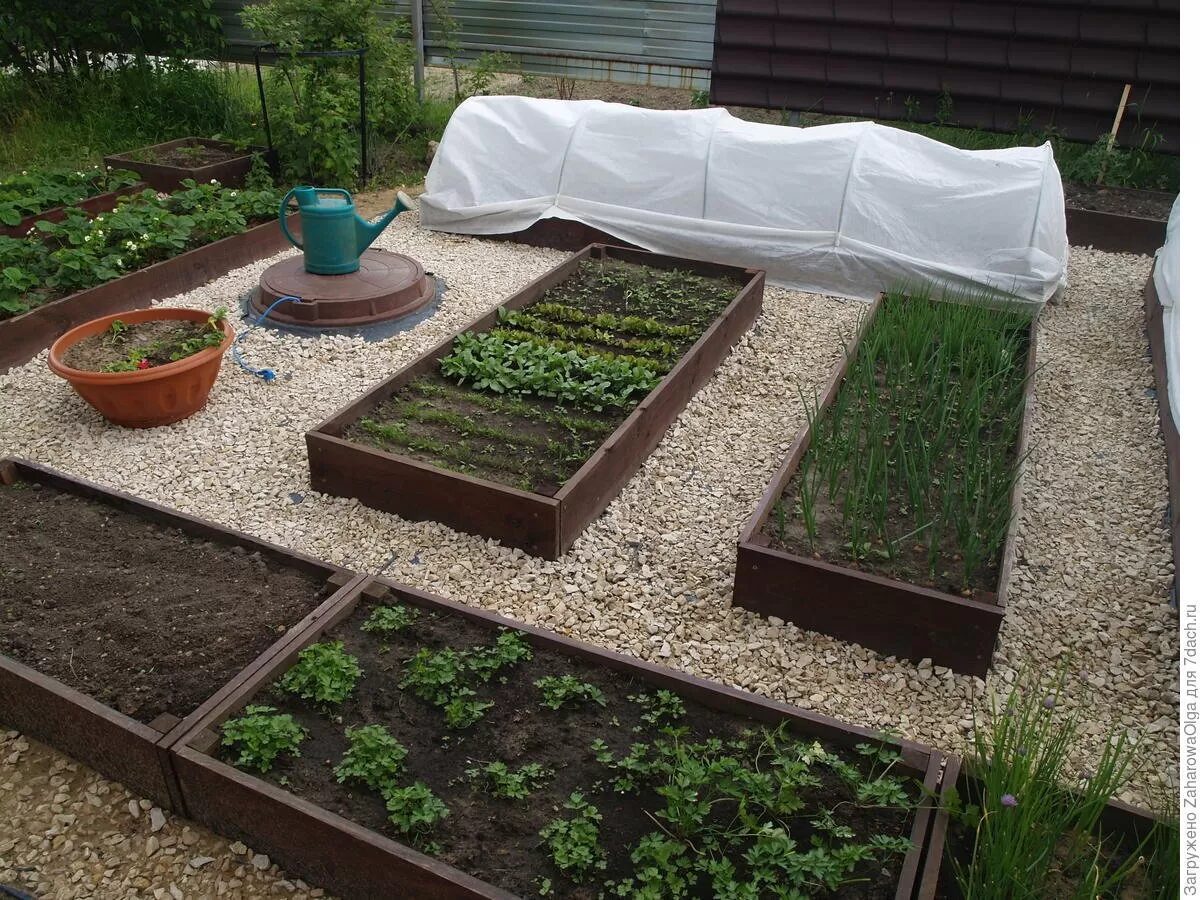 Експерти розповіли, чим та як правильно обробляти ділянку від шкідників — проста порада