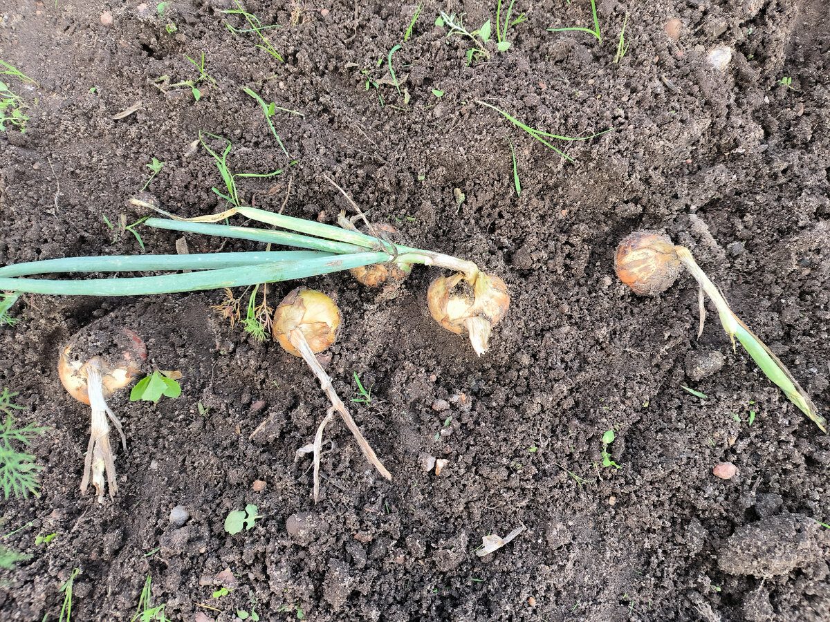 Експерти пояснили, які помилки у зберіганні цибулі значно скорочують терміни лежкості плодів