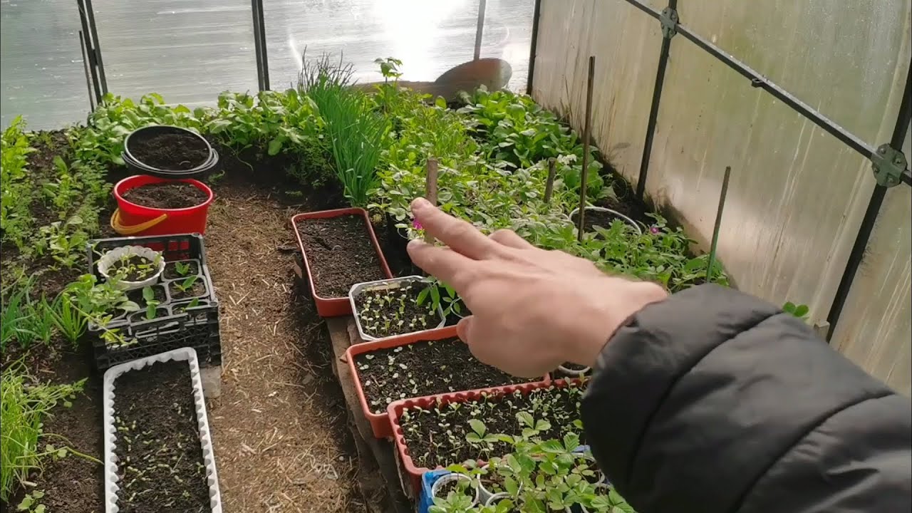 Городники назвали основні культури, які можна та навіть потрібно садити в прохолодний ґрунт