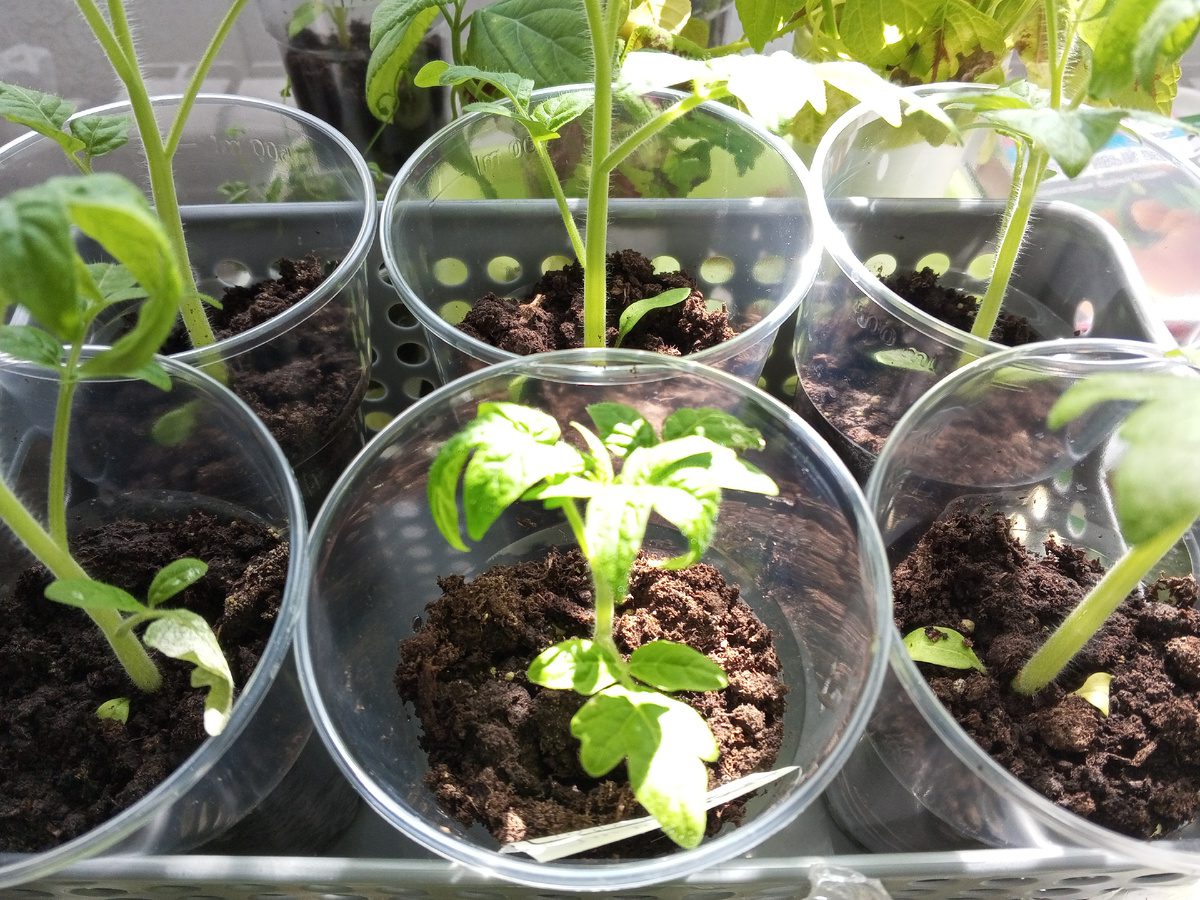 Дачники порадили, чим підживити розсаду, аби вона росла без витягування і була міцною