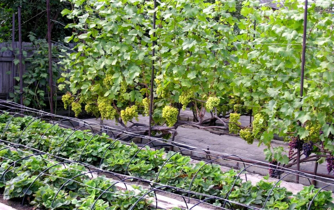 Садівники розповіли, як обприскувати виноград, аби він був соковитим і надзвичайно солодким
