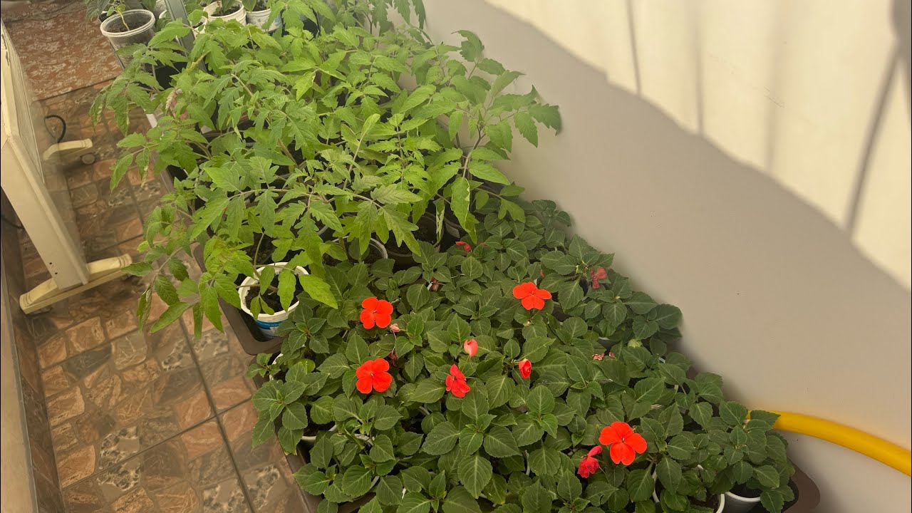 Експерти розповіли, які культури можна посіяти у відкритий ґрунт і на розсаду 3 березня 2026 року