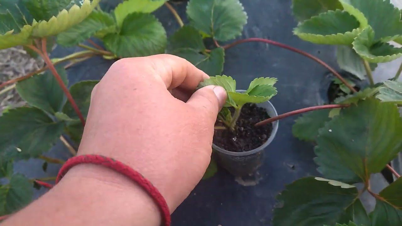 Садівники розповіли, чим підживити полуницю навесні для покращення врожайності та соковитості. Фото: YouTube Дмитро та Оксана Соловей