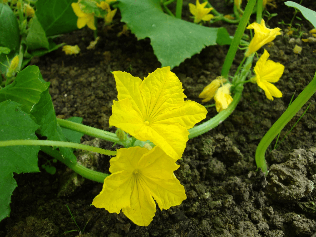 Городники розповіли, яке добриво додати в лунку для огірків для щедрої врожайності — порада