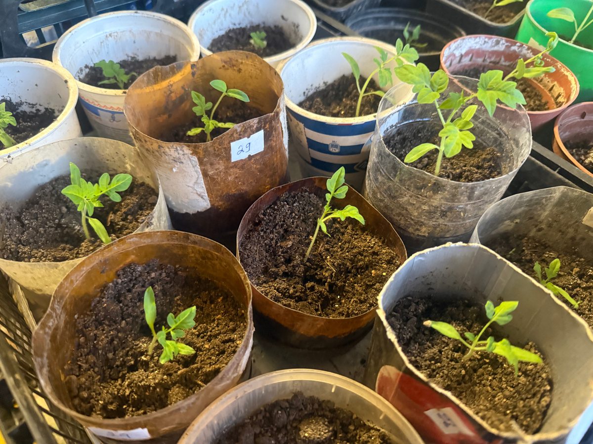 Городники розповіли, які культури можна сіяти, коли ґрунт прогрівся до +5 градусів на вулиці