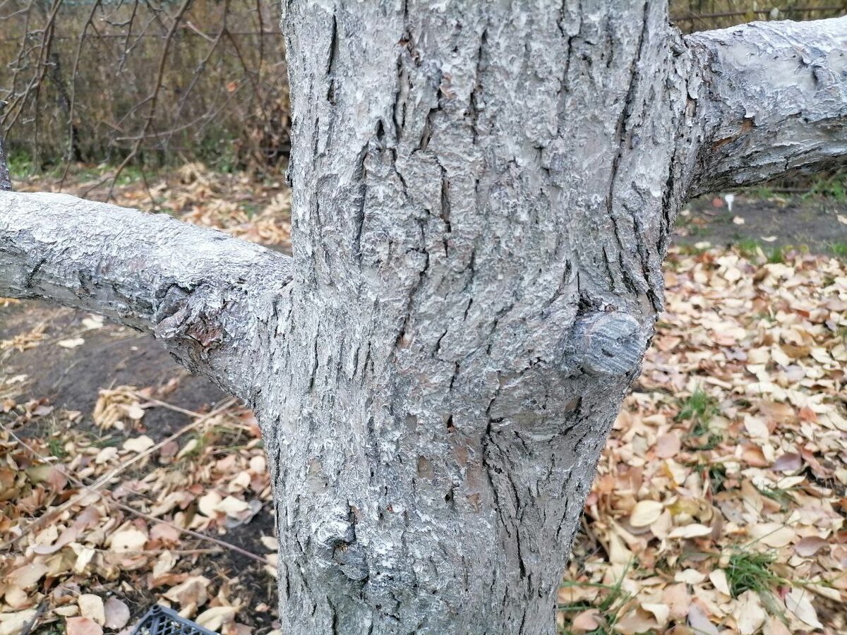 Садівники розповіли, як без побілки захистити дерева від морозу та шкідників за допомогою фольги
