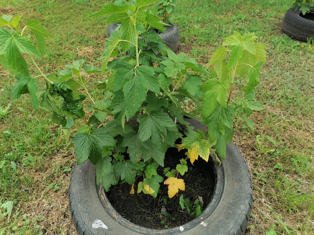Садівники порадили надійне добриво для чорної смородини на початку весни для кращої врожайності