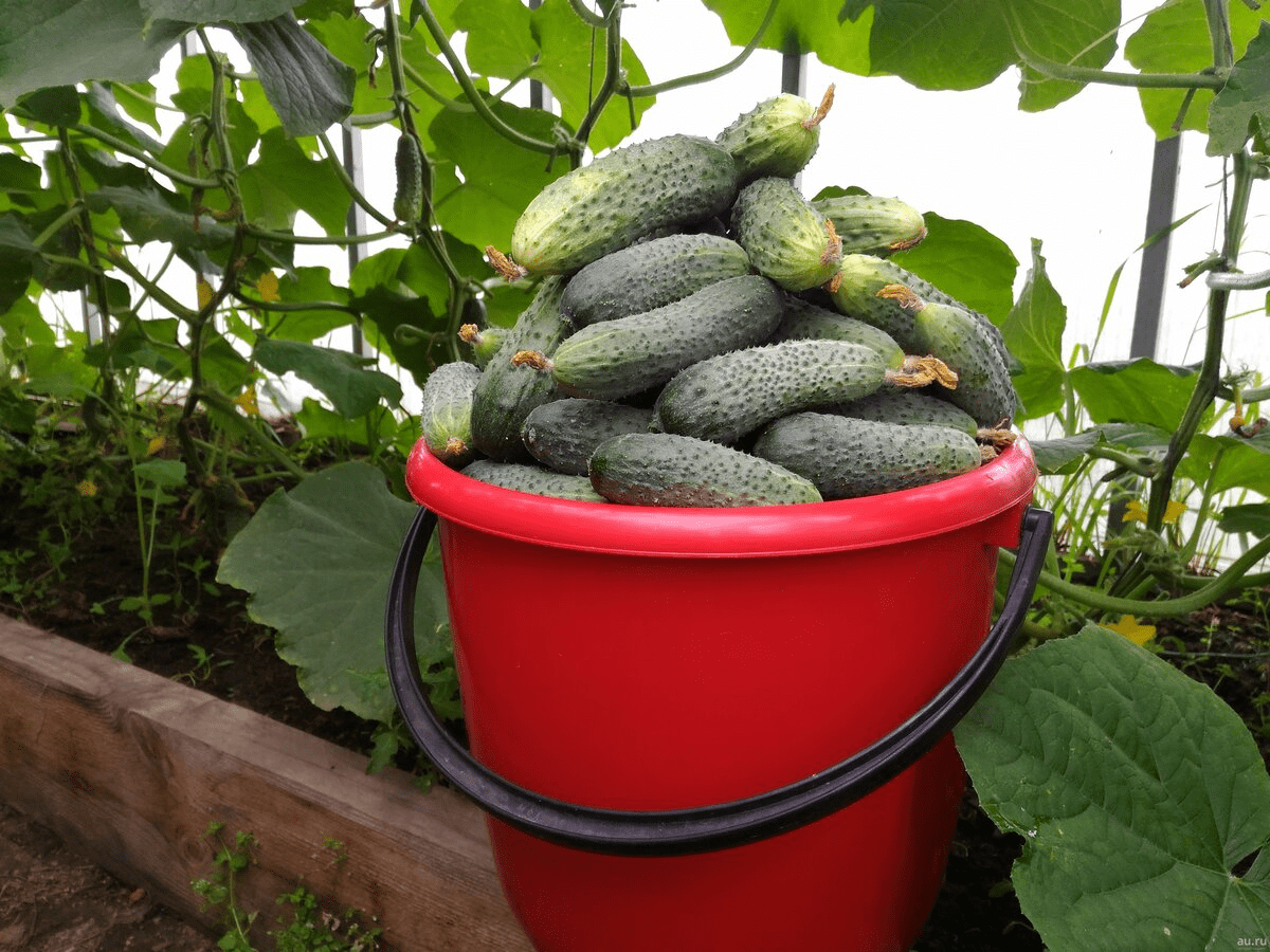 Городники розповіли, яке добриво додати в лунку для огірків для щедрої врожайності — порада