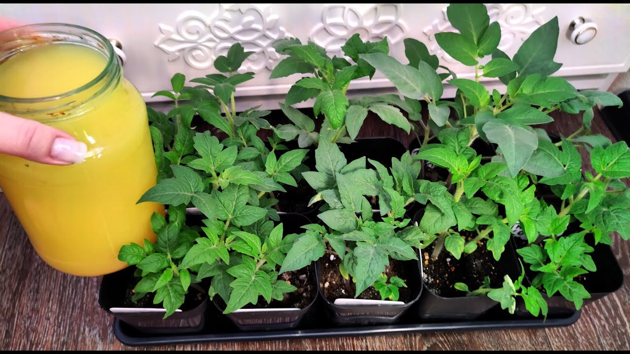 Городники розповіли, які культури можна сіяти, коли ґрунт прогрівся до +5 градусів на вулиці