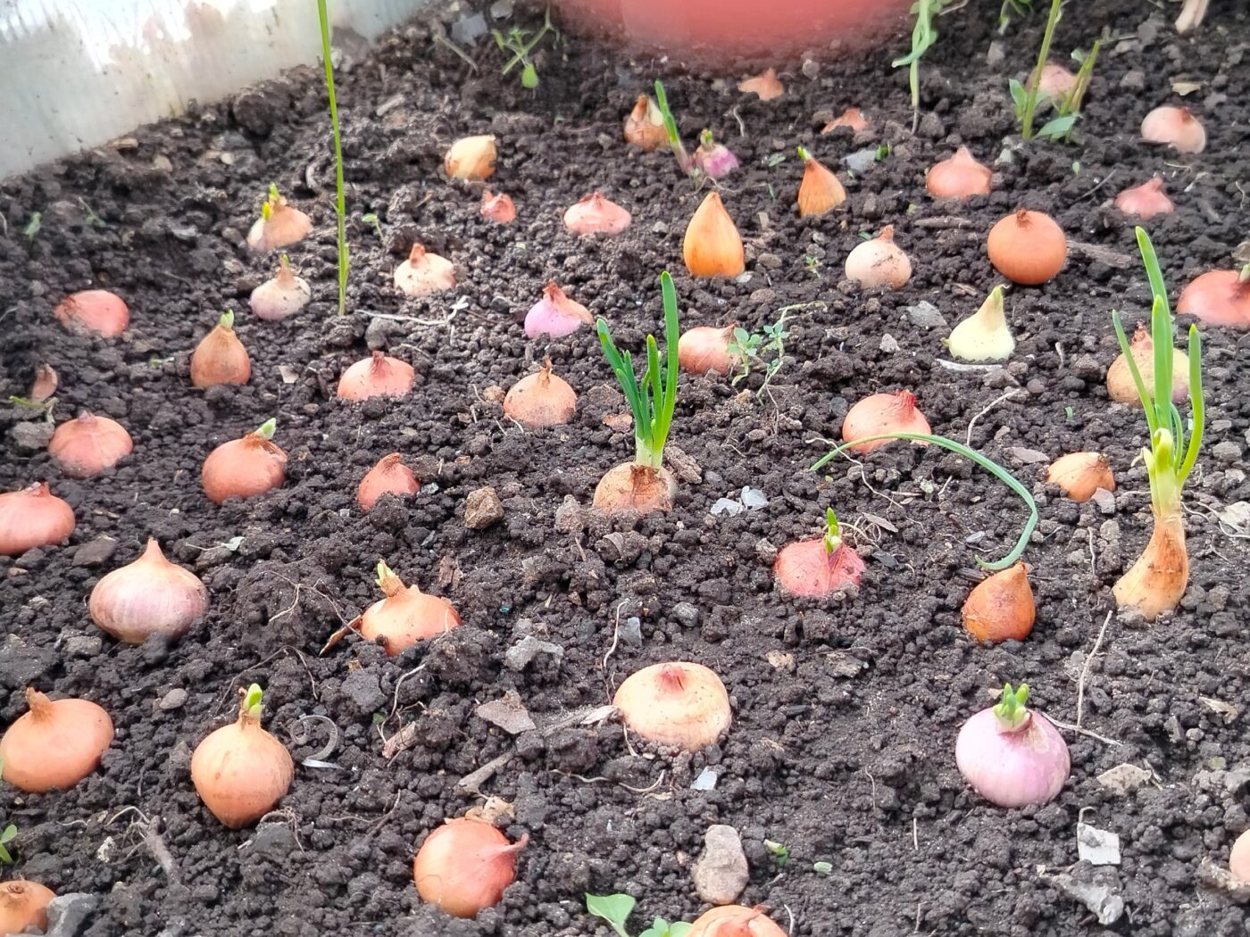 Городники розповіли, як правильно обробляти цибулю перед посадкою, аби покращити її врожайність