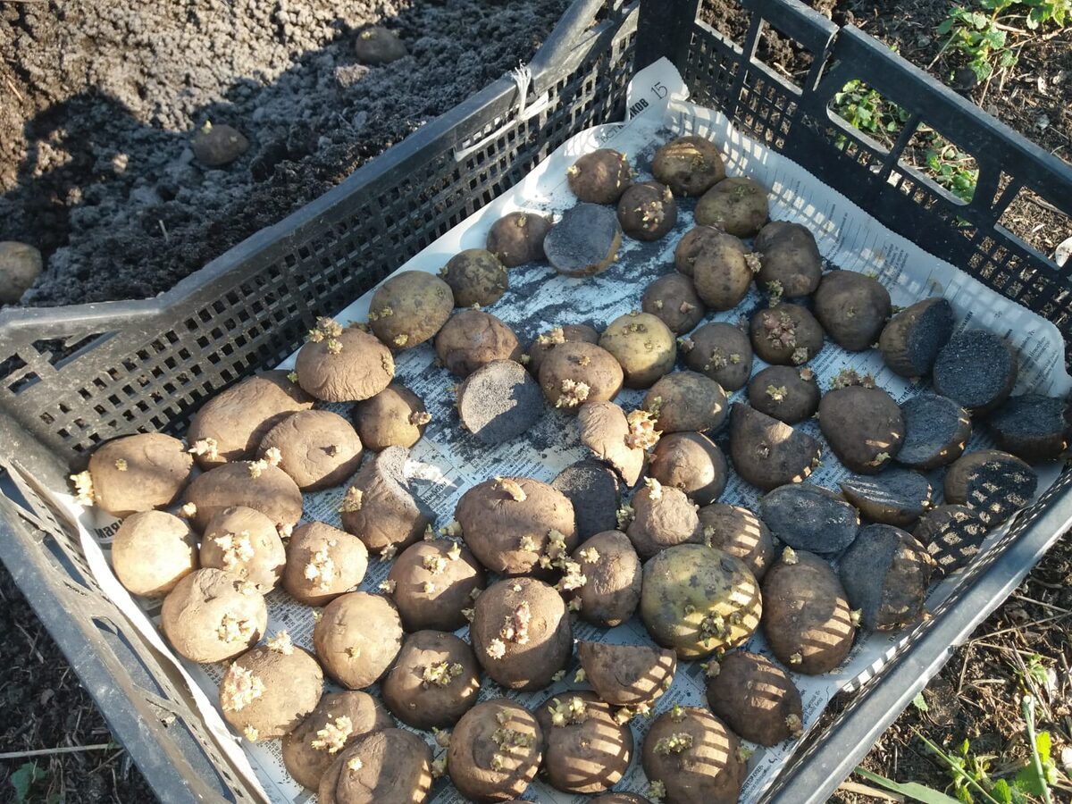 Експерти порадили, як обрати день для посадки картоплі, аби врожайність була дійсно високою