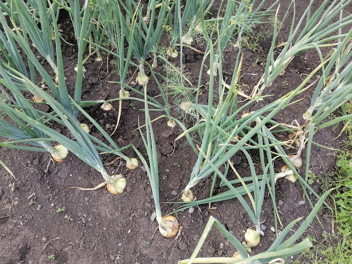 Городники розповіли, як правильно обробляти цибулю перед посадкою, аби покращити її врожайність