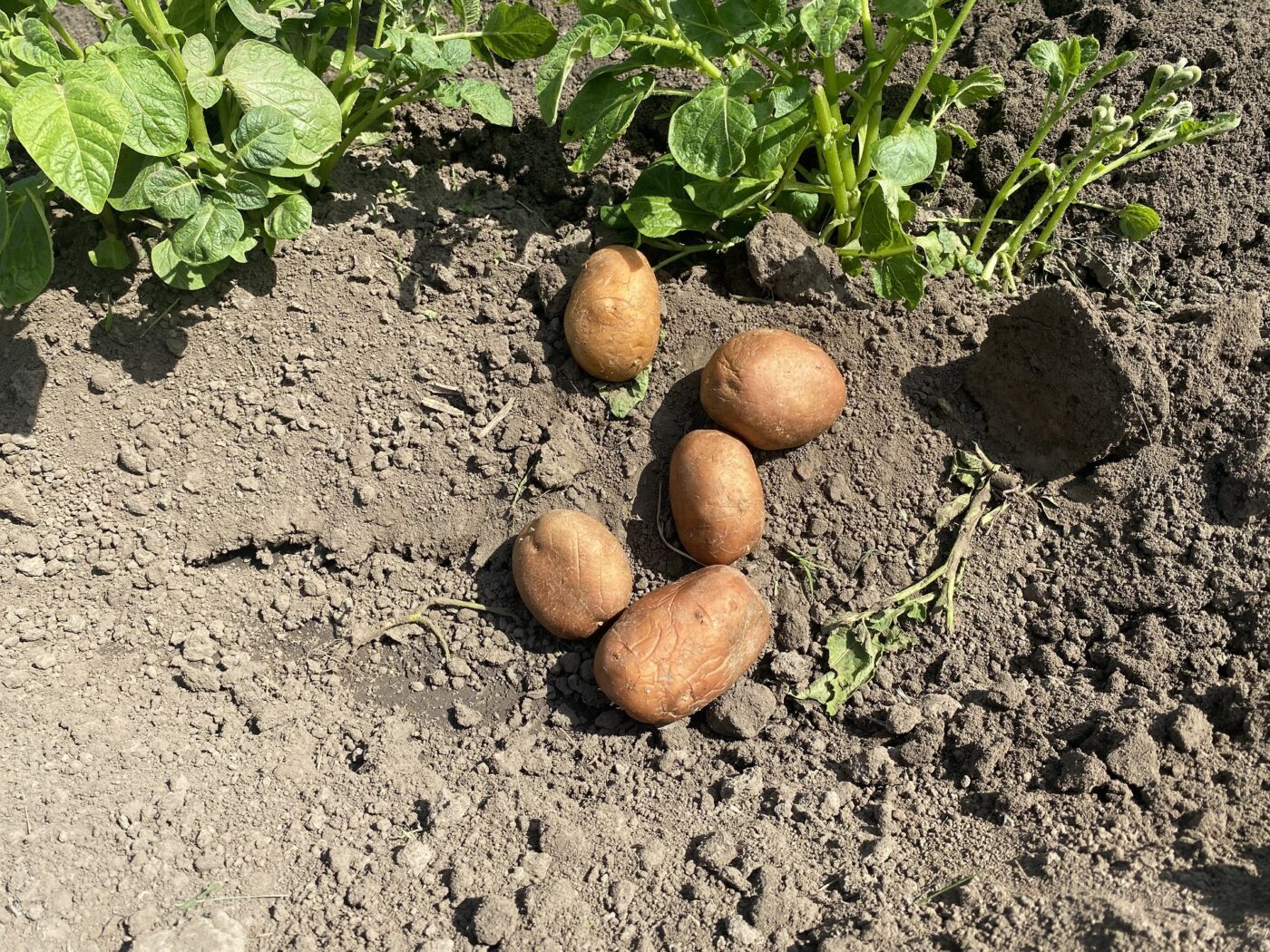 Експерти порадили, як обрати день для посадки картоплі, аби врожайність була дійсно високою