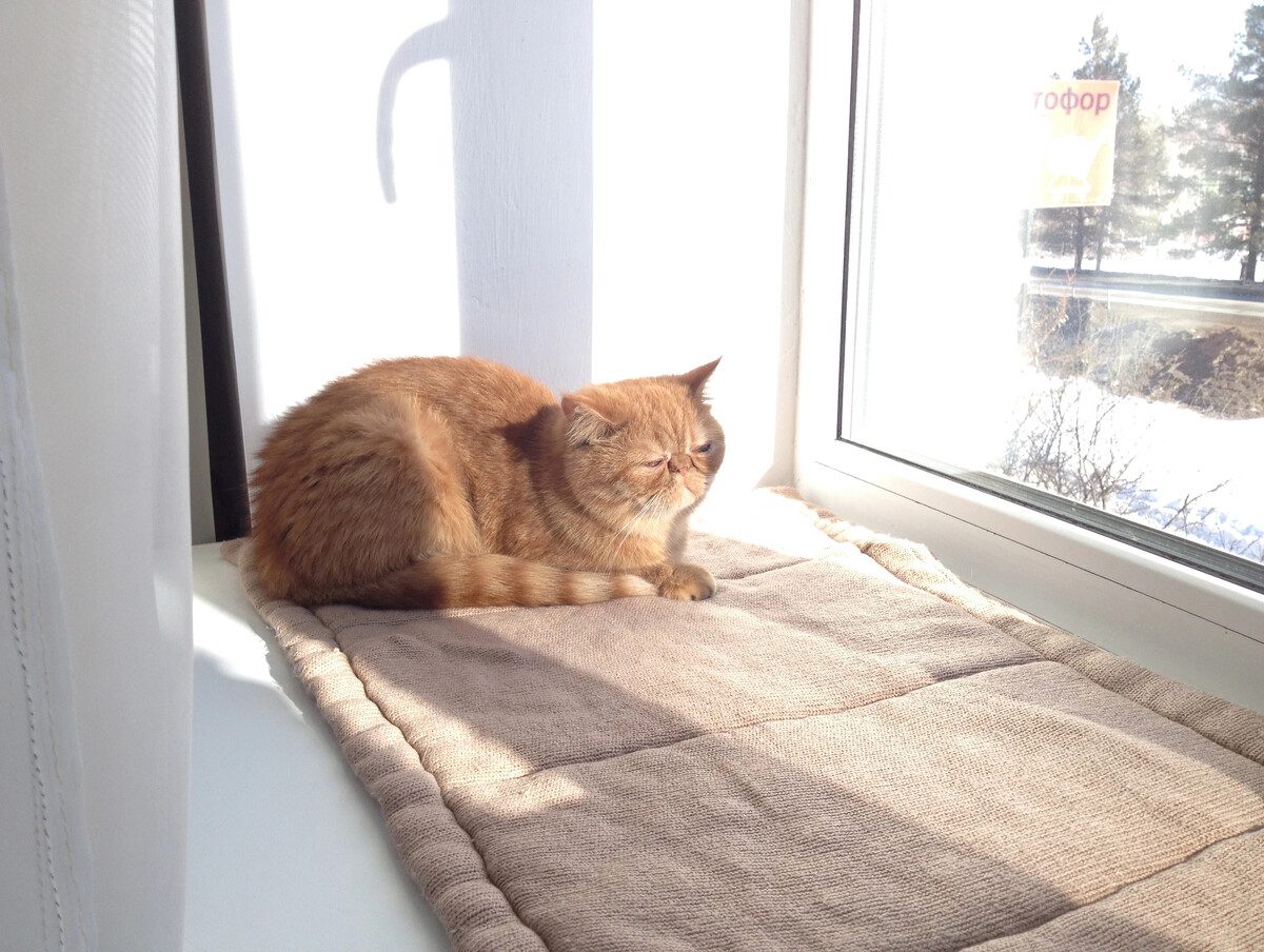 Експерти порадили, скільки потрібно грати з котами кожного дня, аби вони були щасливими