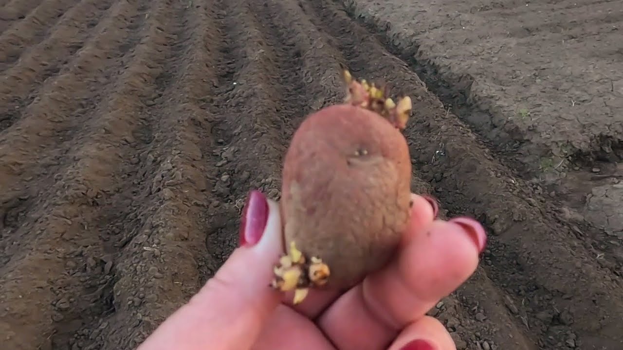 Городники пояснили, як можна перевірити картоплю на схожість і врожайність простим способом