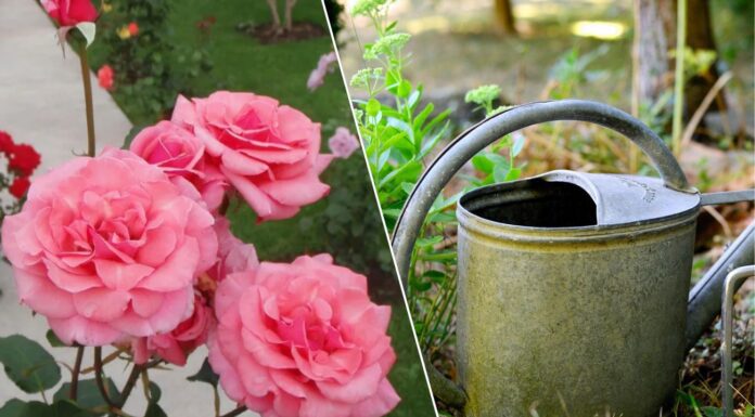 Як захистити троянду від попелиці