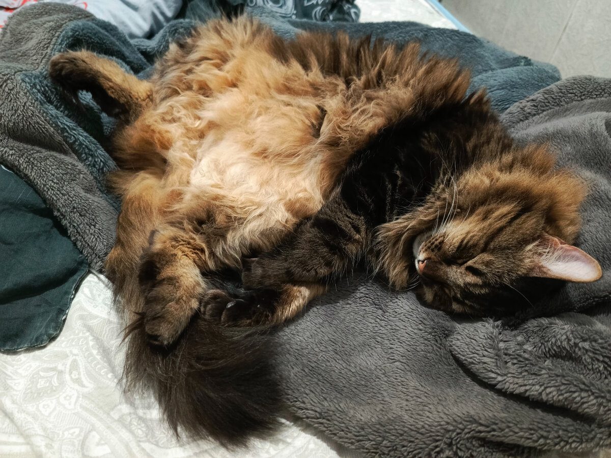 Експерти порадили, скільки потрібно грати з котами кожного дня, аби вони були щасливими