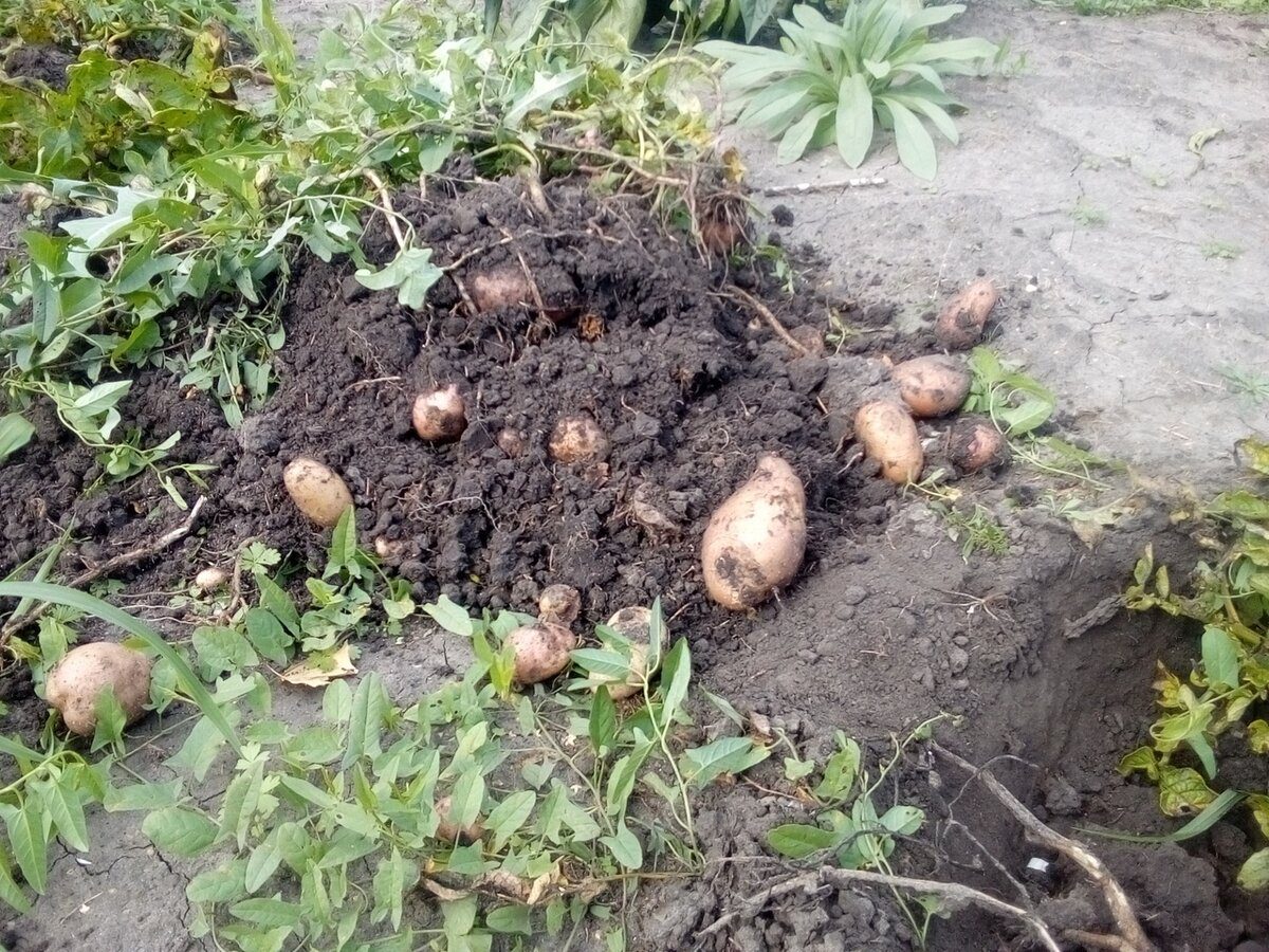 Городники пояснили, як можна перевірити картоплю на схожість і врожайність простим способом