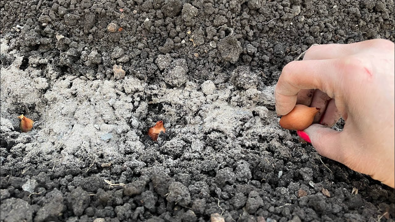 Городники пояснили, яка проста дія допоможе покращити врожайність цибулі перед посадкою