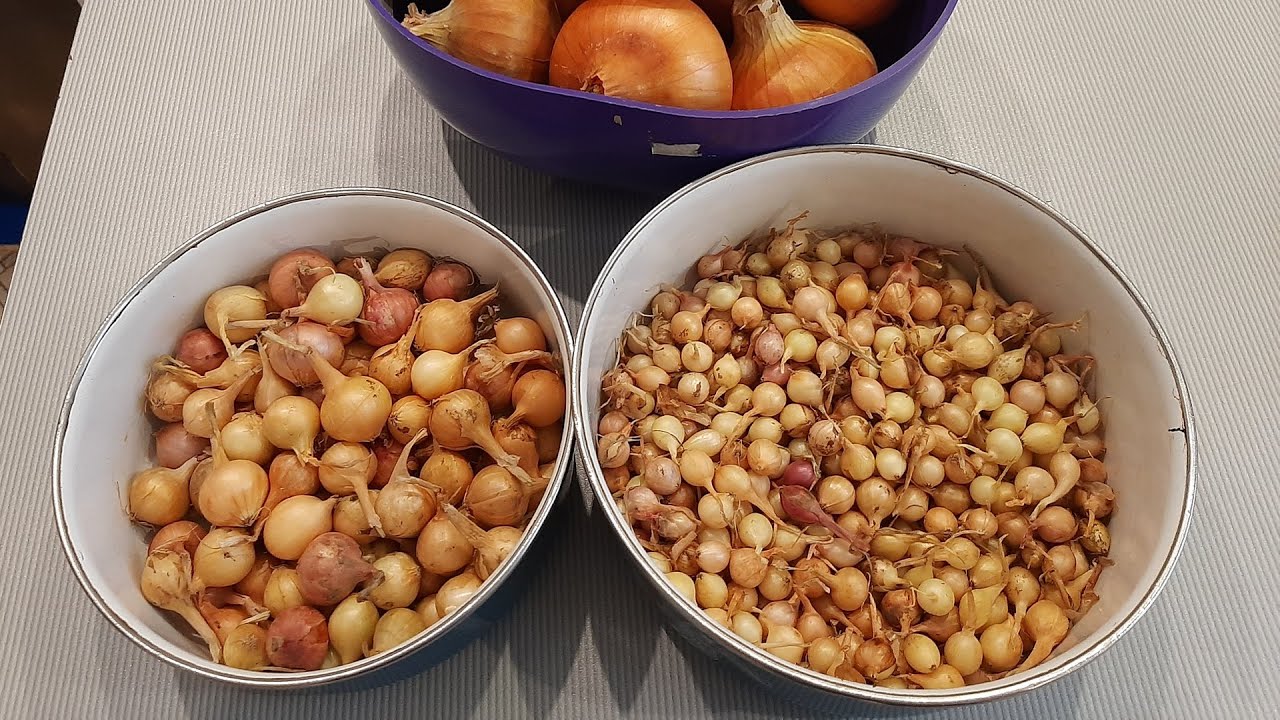 Городники пояснили, яка проста дія допоможе покращити врожайність цибулі перед посадкою