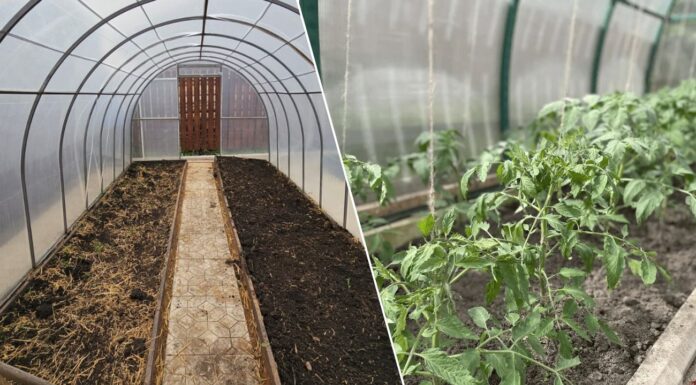 Як позбутись від шкідників на ділянці заздалегідь