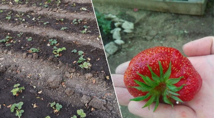 Кладу у лунку для полуниці суміш із 2-х компонентів: ягоди виростають солодкі навіть у дощове літо Як покращити ріст і цвітіння полуниці