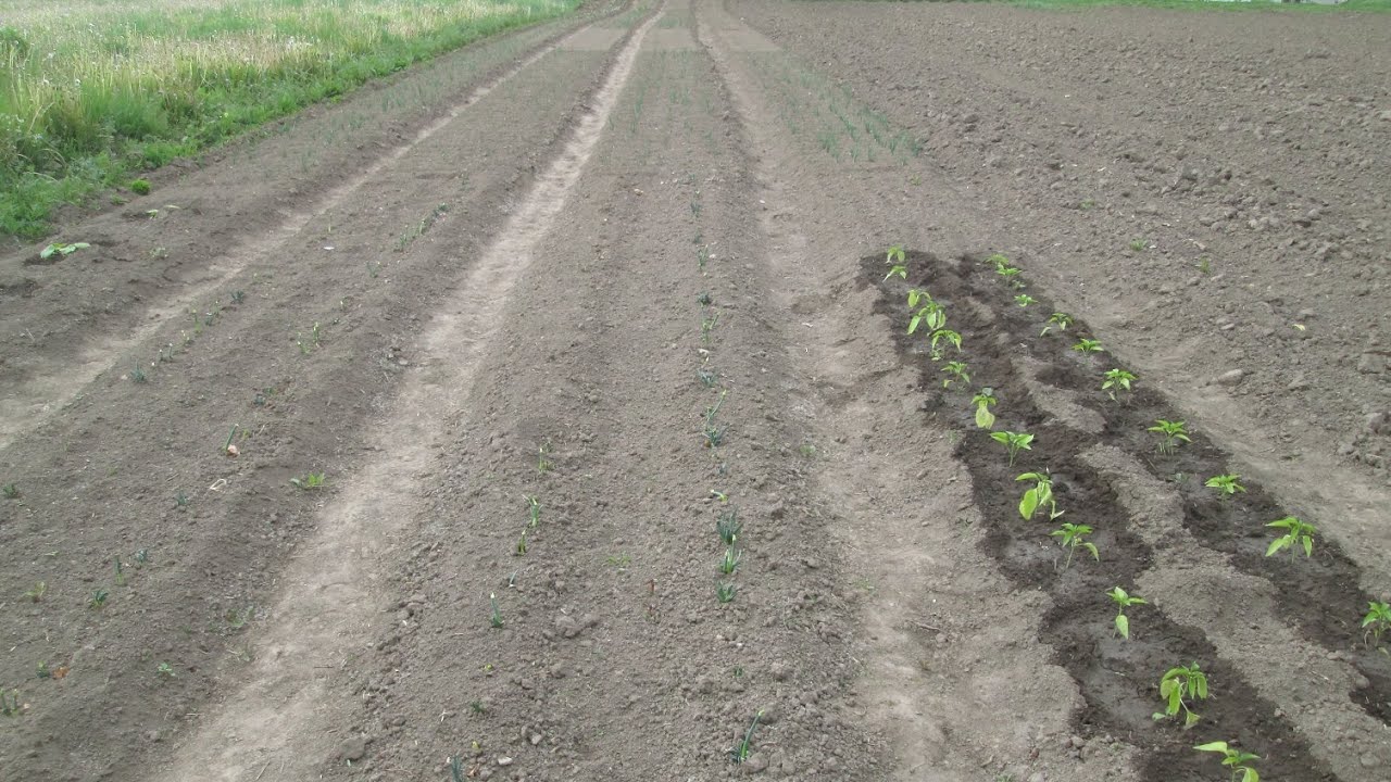 Експерти пояснили, які культури можна посіяти на розсаду 4 березня 2026 року