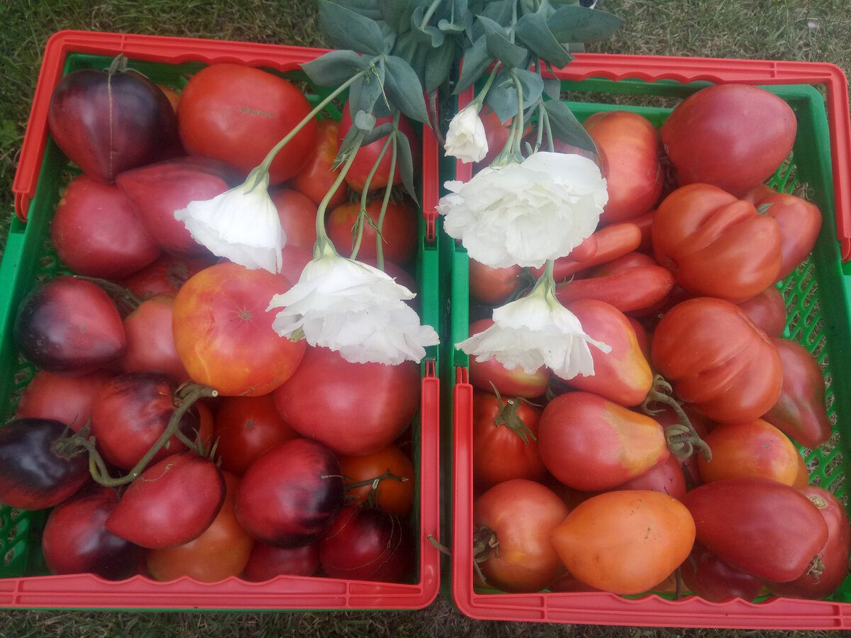 Городники розповіли, які сорти томатів обрати для посадки та вирощування на власній грядці