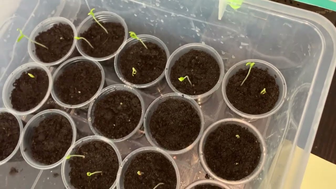 Городники порадили, які перевірені сорти томатів обрати для вирощування на власній грядці. Фото: YouTube Барвиста Садиба