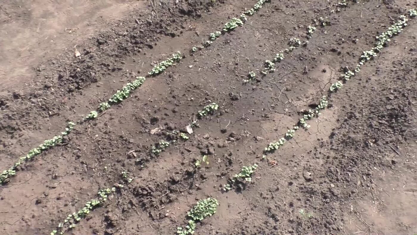 Городники порадили, як підготувати редиску до посадки замочуванням для кращого плодоношення