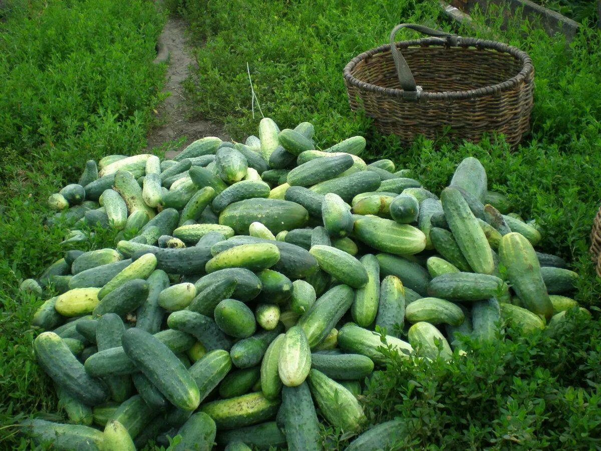 Городники розповіли, які сорти огірків обрати для посадки на грядці, аби вони перенесли холод