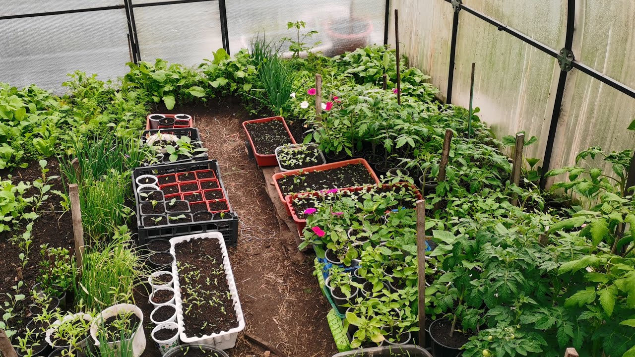 Експерти пояснили, які культури можна посіяти у відкритий ґрунт 4 березня 2026 року