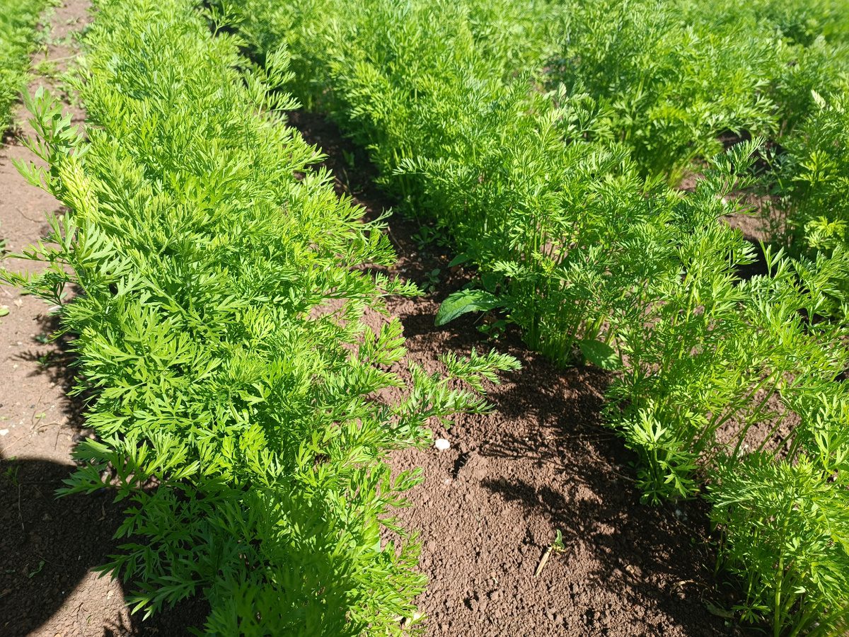 Городники порадили найкращі сорти моркви для вирощування на власній ділянці — рівні і соковиті