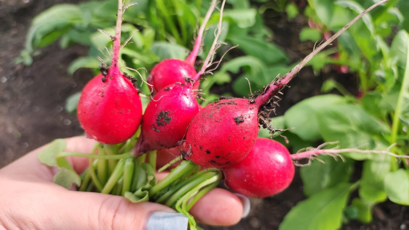 Городники порадили, як підготувати редиску до посадки замочуванням для кращого плодоношення