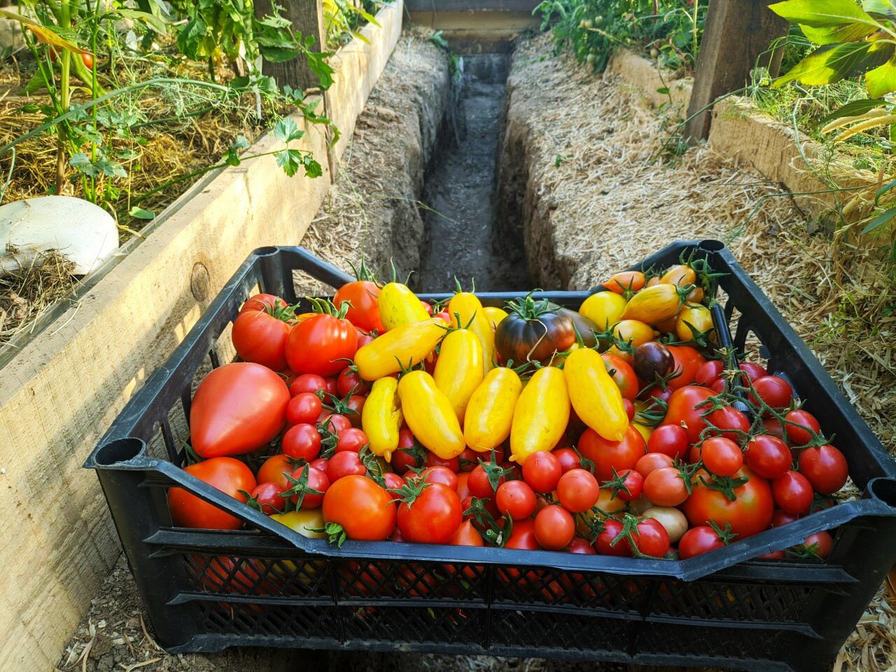 Городники розповіли, які сорти томатів обрати для посадки та вирощування на власній грядці